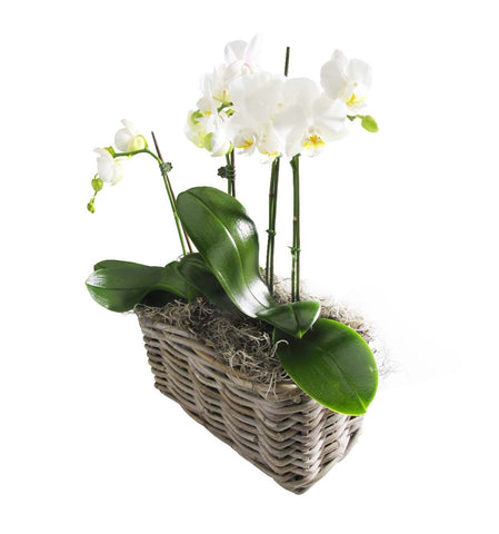 Weiße Orchidee