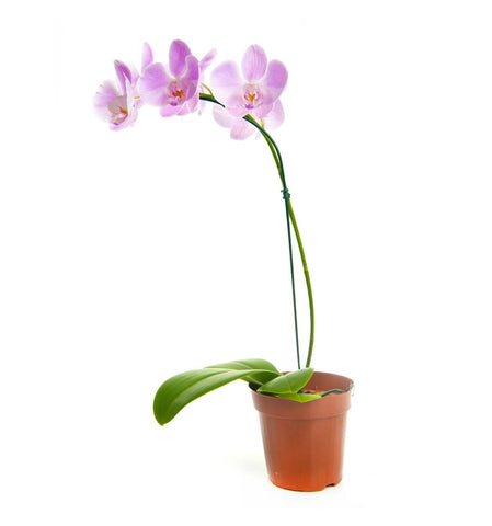 Orquídea Rosa